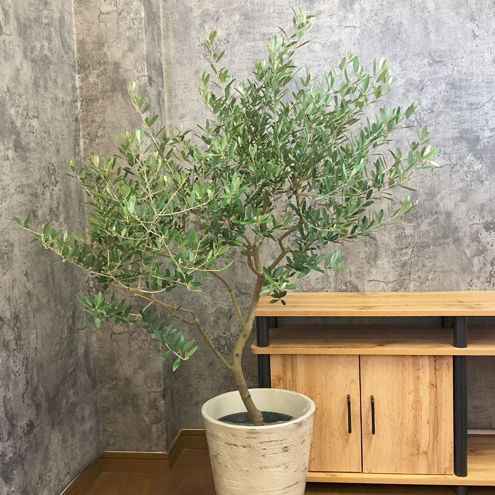 オリーブ ネバディロブランコ 【現品】 9号 アンティーク調の白鉢 黒受皿付 直植え シンボルツリー