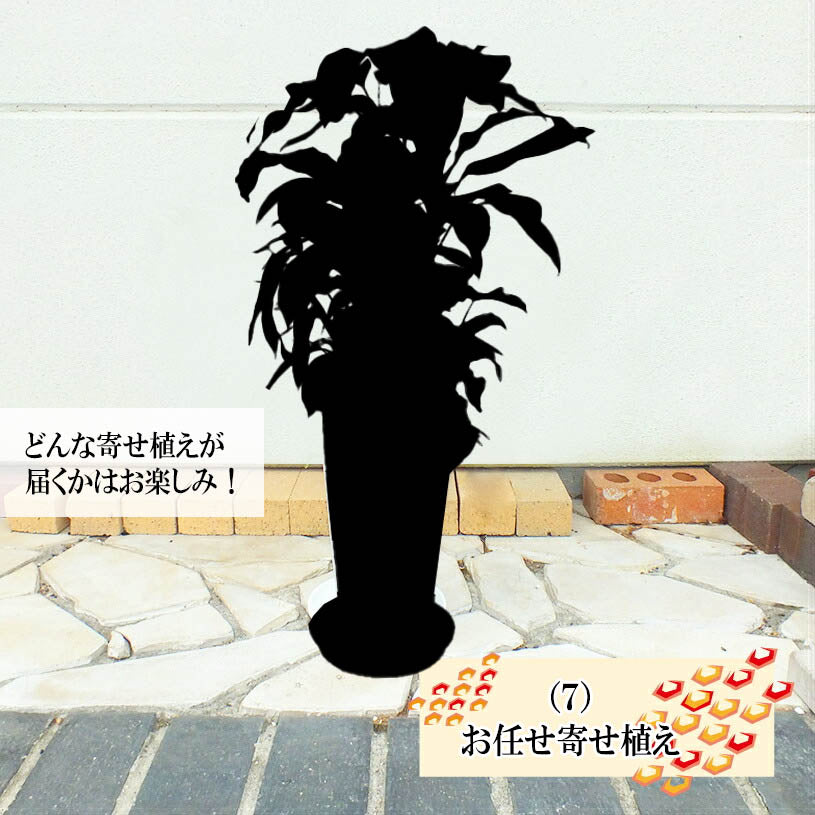 選べる植物 寄せ植え オーガスタ ユッカ テーブルヤシ ドラセナ