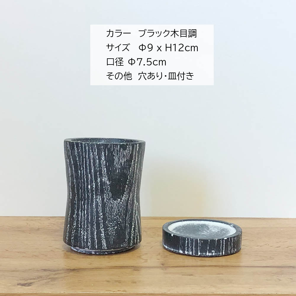 パキポディウム ロスラーツム 選べる樹形 3号 黒陶器鉢 ソーサー付 黒デコジャリ小付 多肉植物 塊根植物