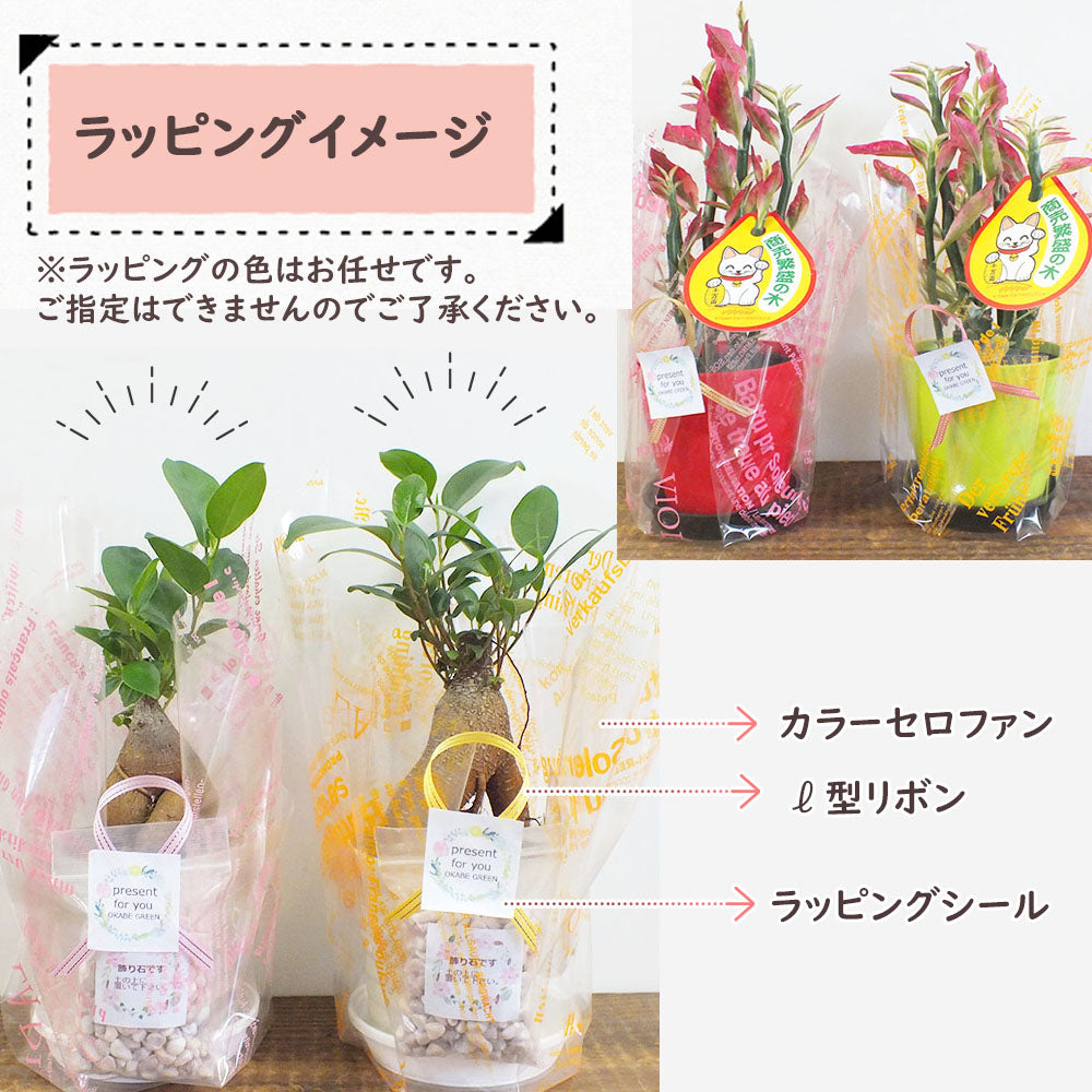 【有料ラッピングサービス】 3~4号鉢用 ミニ ラッピング
