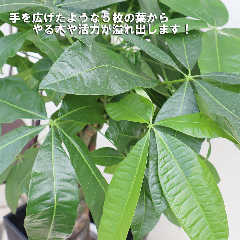 パキラ 7号 アートストーンカバー