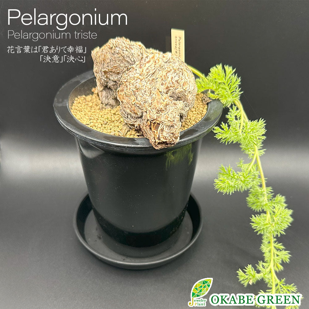 ペラルゴニウム トリステ 【現品】 4号 黒プラスチック鉢 受皿付