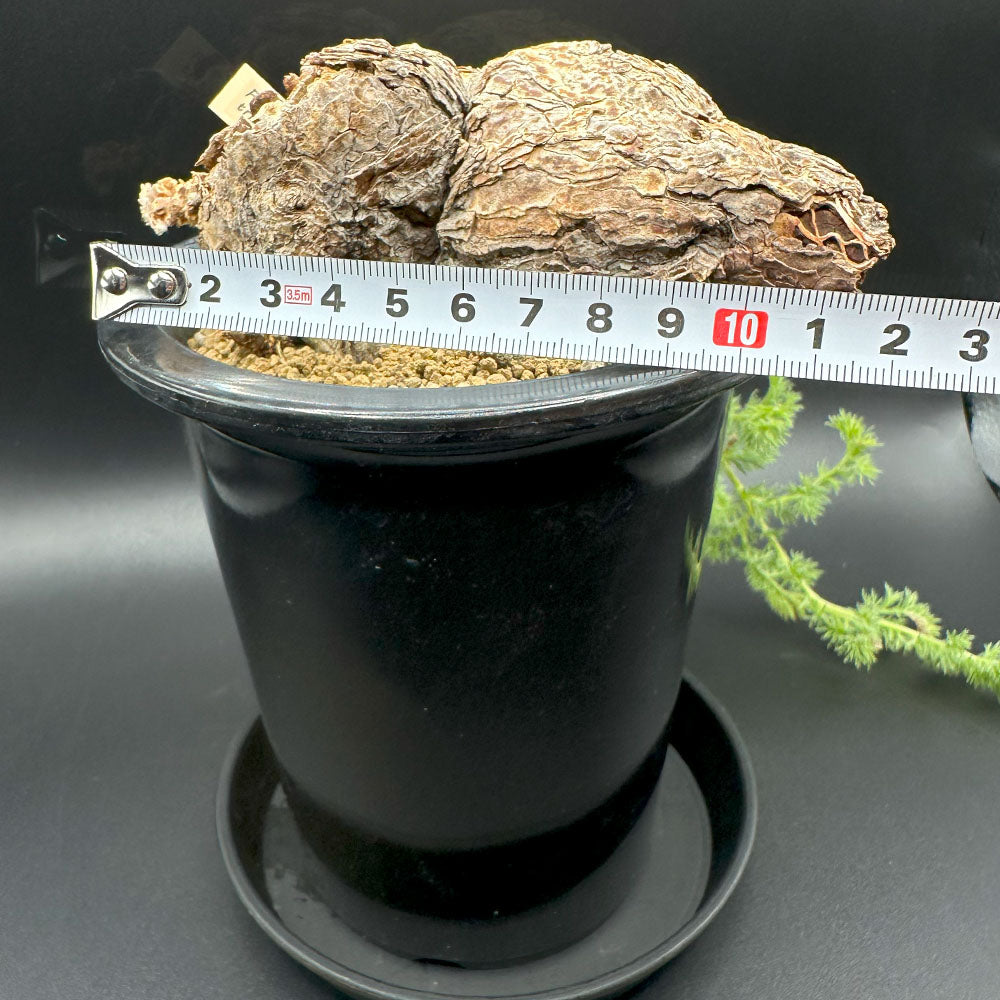 ペラルゴニウム トリステ 【現品】 4号 黒プラスチック鉢 受皿付