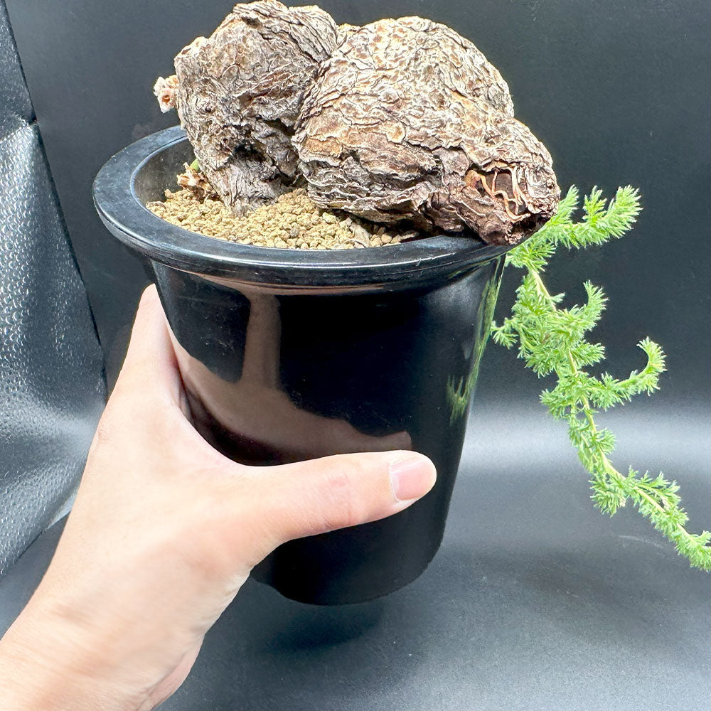 ペラルゴニウム トリステ 【現品】 4号 黒プラスチック鉢 受皿付