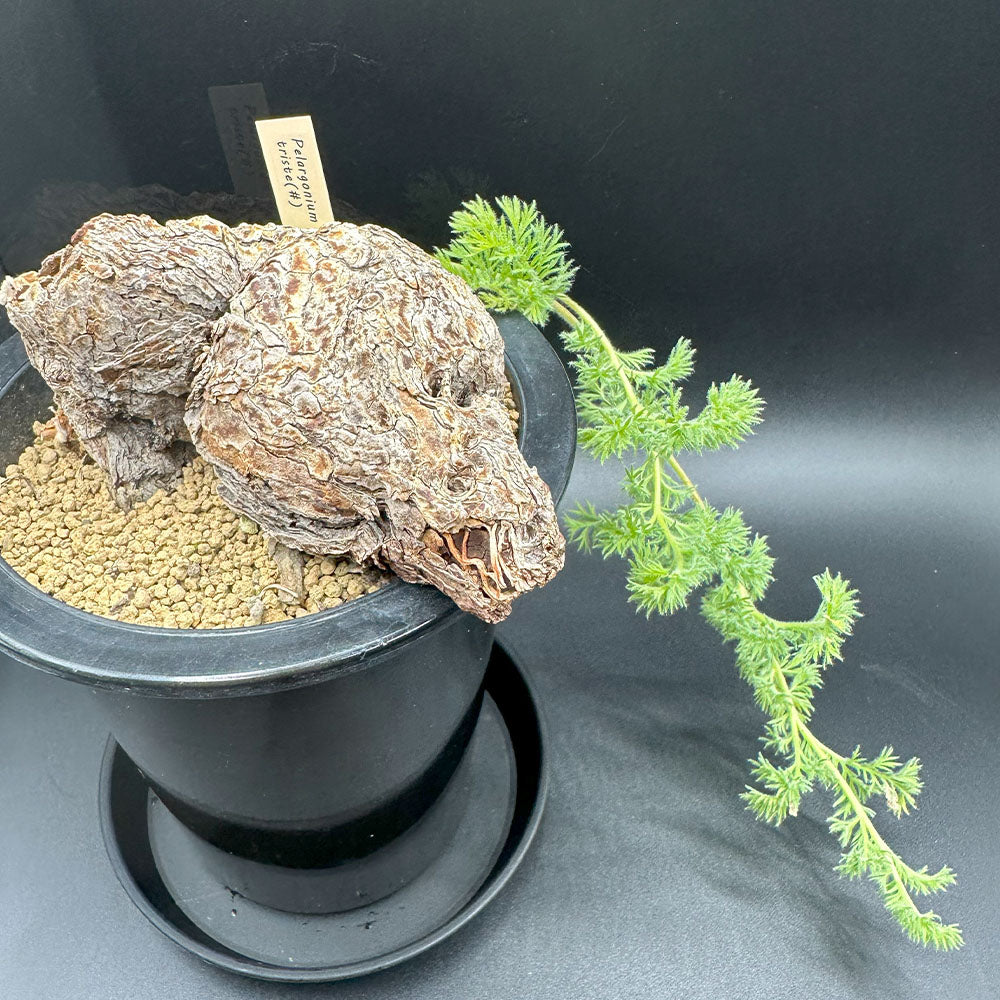 ペラルゴニウム トリステ 【現品】 4号 黒プラスチック鉢 受皿付