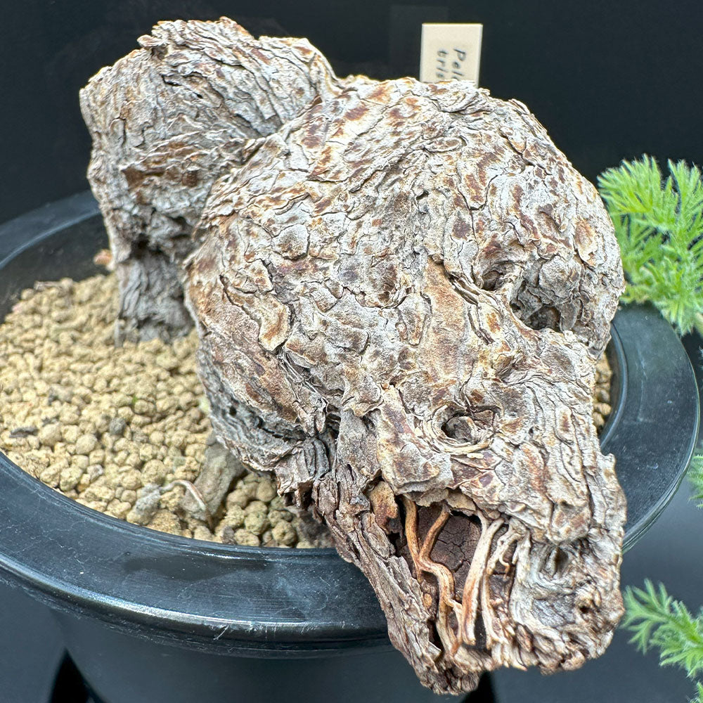 ペラルゴニウム トリステ 【現品】 4号 黒プラスチック鉢 受皿付