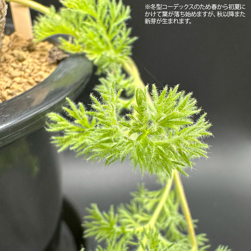 ペラルゴニウム トリステ 【現品】 4号 黒プラスチック鉢 受皿付