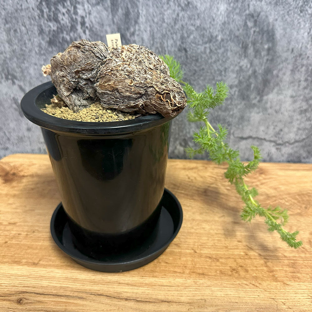 ペラルゴニウム トリステ 【現品】 4号 黒プラスチック鉢 受皿付