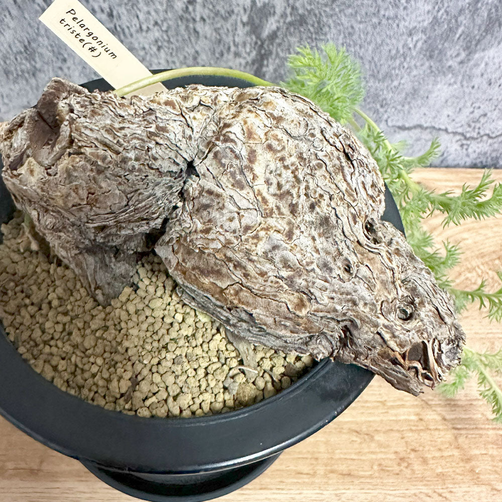 ペラルゴニウム トリステ 【現品】 4号 黒プラスチック鉢 受皿付