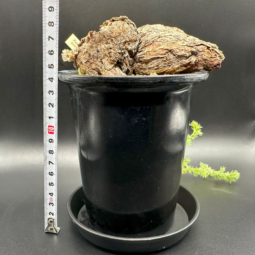 ペラルゴニウム トリステ 【現品】 4号 黒プラスチック鉢 受皿付
