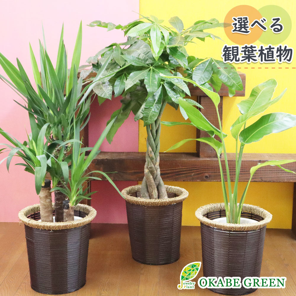 【選べる植物】 パキラ ユッカ オーガスタ 7号 茶色かご鉢カバー