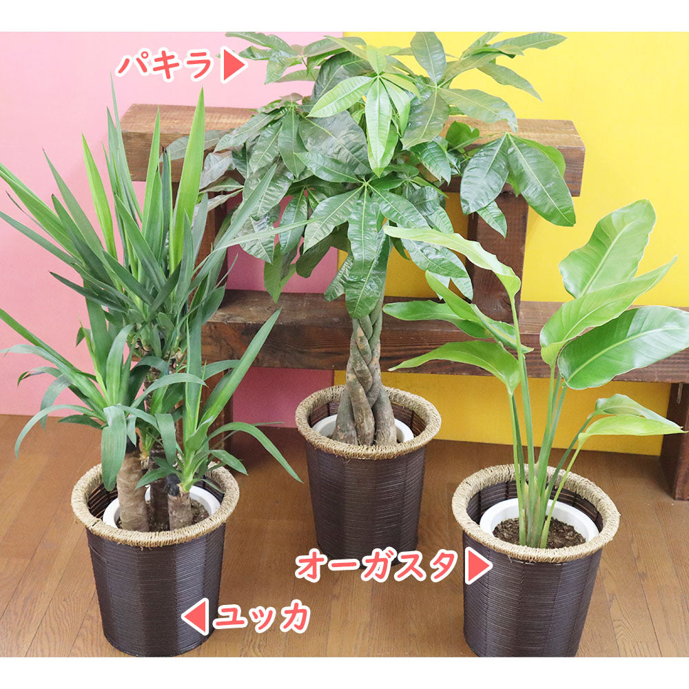 【選べる植物】 パキラ ユッカ オーガスタ 7号 茶色かご鉢カバー