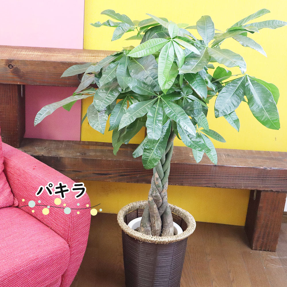 【選べる植物】 パキラ ユッカ オーガスタ 7号 茶色かご鉢カバー
