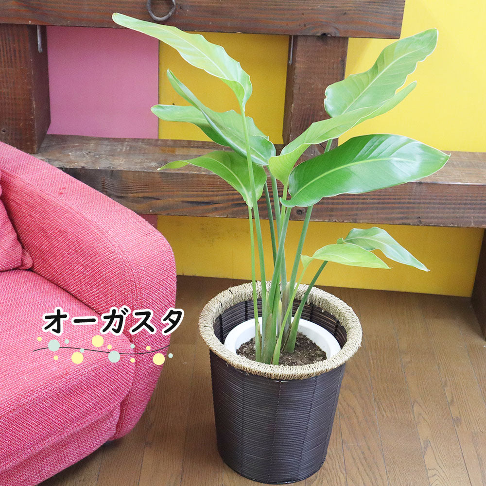 【選べる植物】 パキラ ユッカ オーガスタ 7号 茶色かご鉢カバー