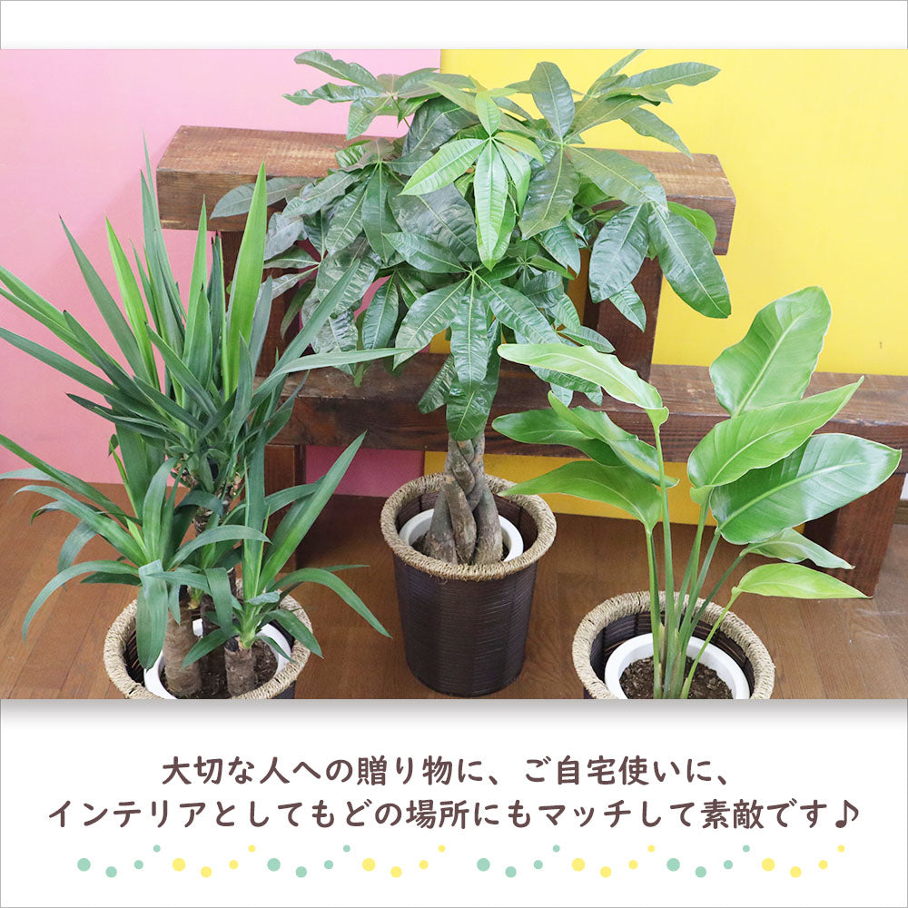 【選べる植物】 パキラ ユッカ オーガスタ 7号 茶色かご鉢カバー