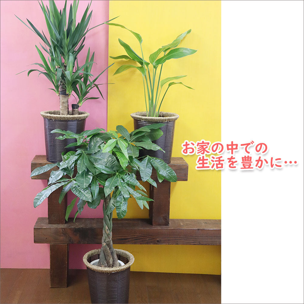 【選べる植物】 パキラ ユッカ オーガスタ 7号 茶色かご鉢カバー