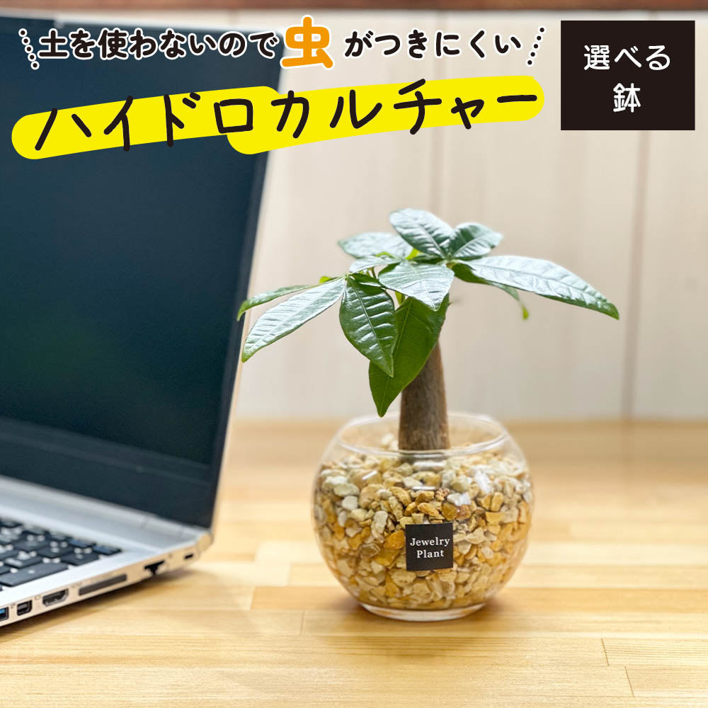 ハイドロカルチャー ベージュ ゼオライト パキラ