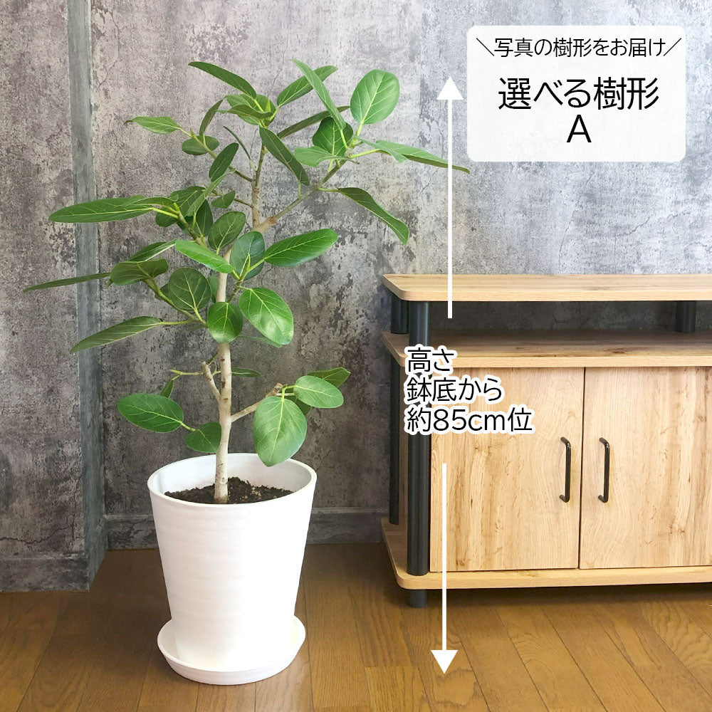 ゴムの木 ベンガルゴム 幹曲がり 現品 8号 選べる樹形 白セラアート鉢 受皿付 ベンガルゴム 白7