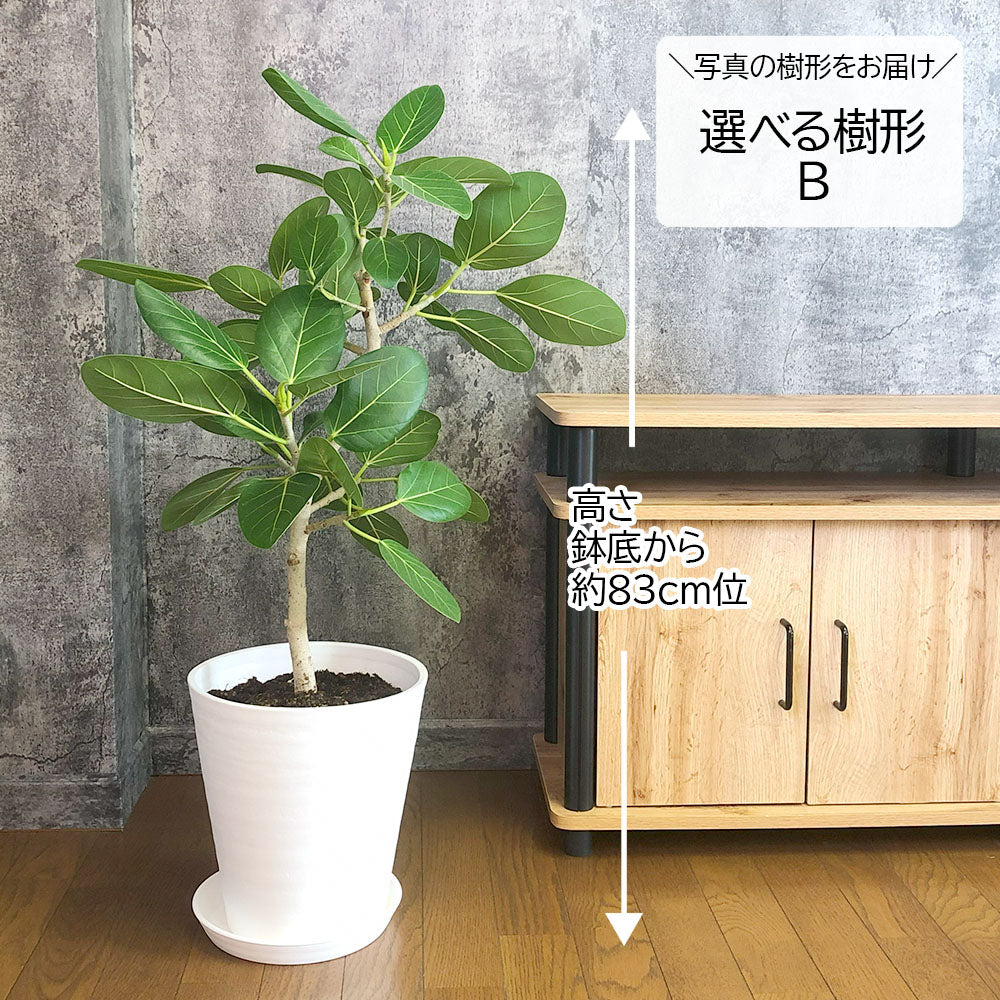 ゴムの木 ベンガルゴム 幹曲がり 現品 8号 選べる樹形 白セラアート鉢 受皿付 ベンガルゴム 白7