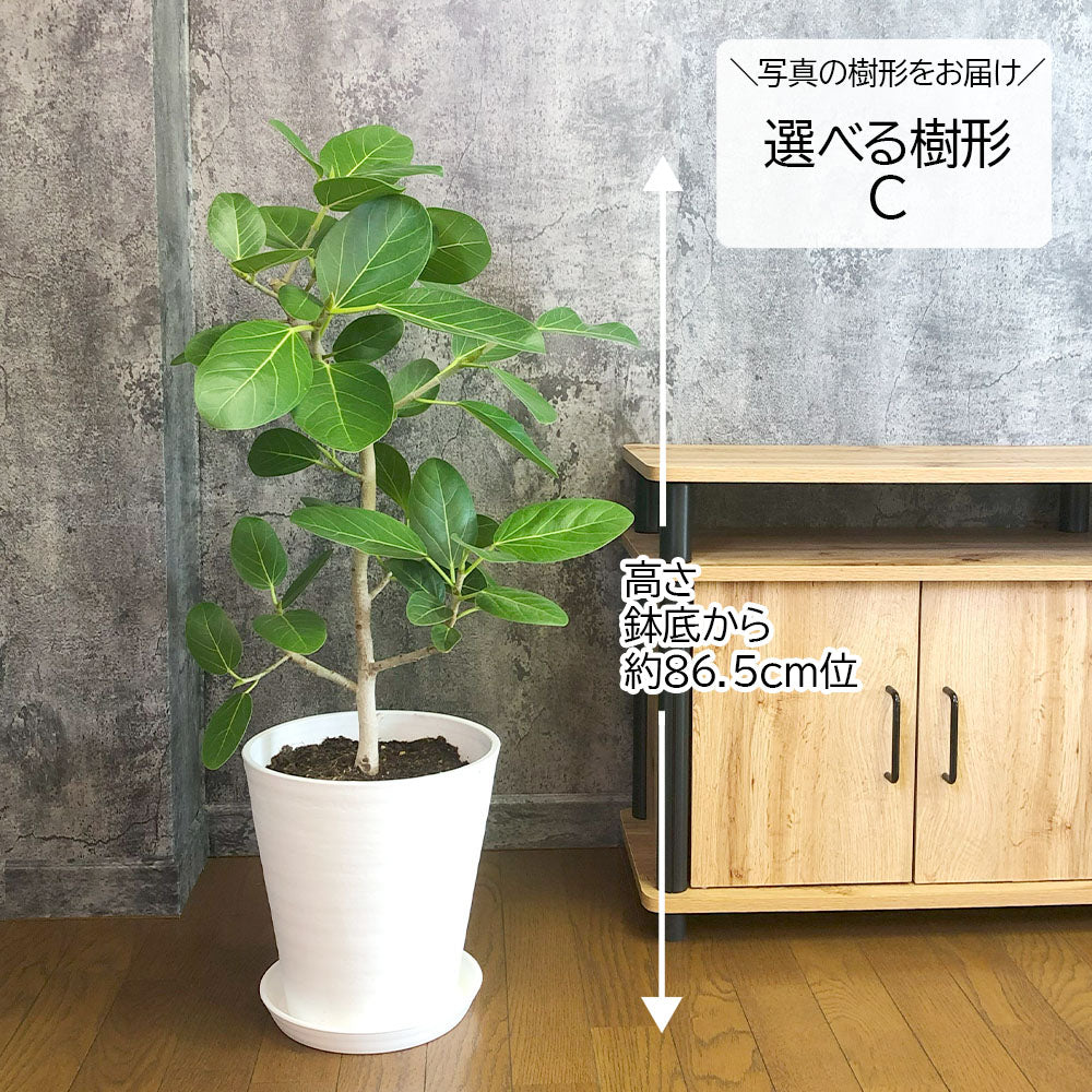 ゴムの木 ベンガルゴム 幹曲がり 現品 8号 選べる樹形 白セラアート鉢 受皿付 ベンガルゴム 白7