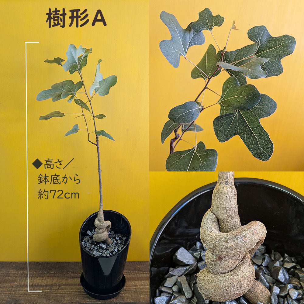 ボトルツリー ブラキキトン ポプルネウス 選べる樹形 6号 陶器鉢 送料無料 黒5