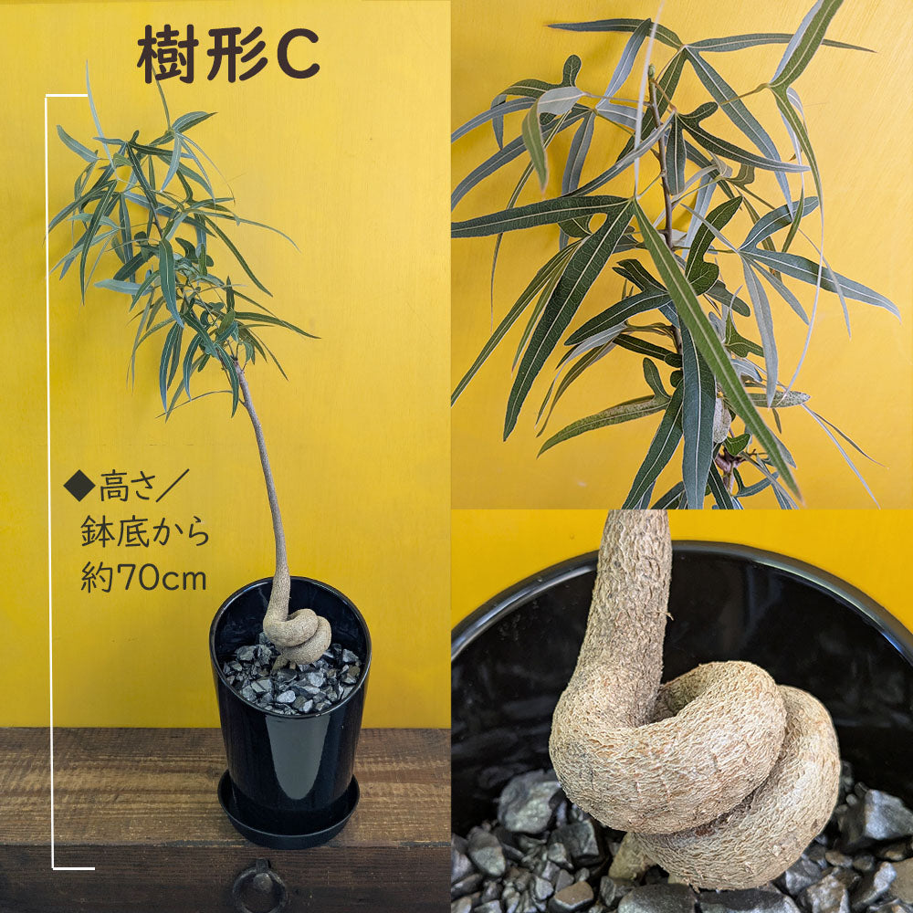 ボトルツリー ブラキキトン ポプルネウス 選べる樹形 6号 陶器鉢 送料無料 黒5