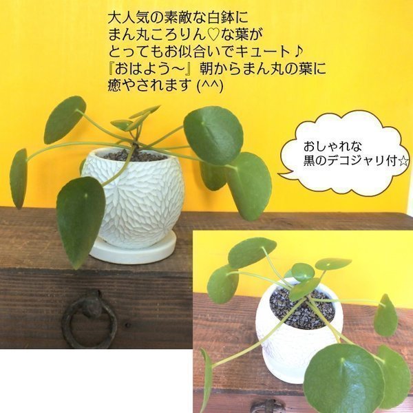 ピレア ペペロミオイデス 黒か白の選べる丸陶器 黒デコジャリ付 ソーサー付き