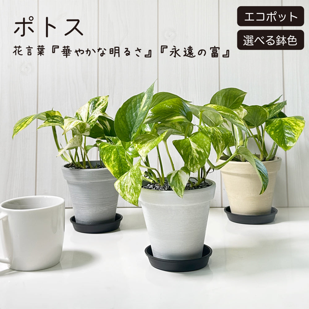 ポトス グリーン エコポット鉢 4号 ラッピング無料 黒皿付 黒デコジャリ小付 送料無料 黒2