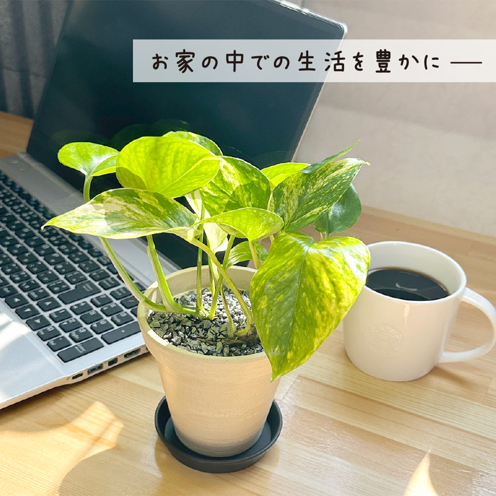 ポトス グリーン エコポット鉢 4号 ラッピング無料 黒皿付 黒デコジャリ小付 送料無料 黒2