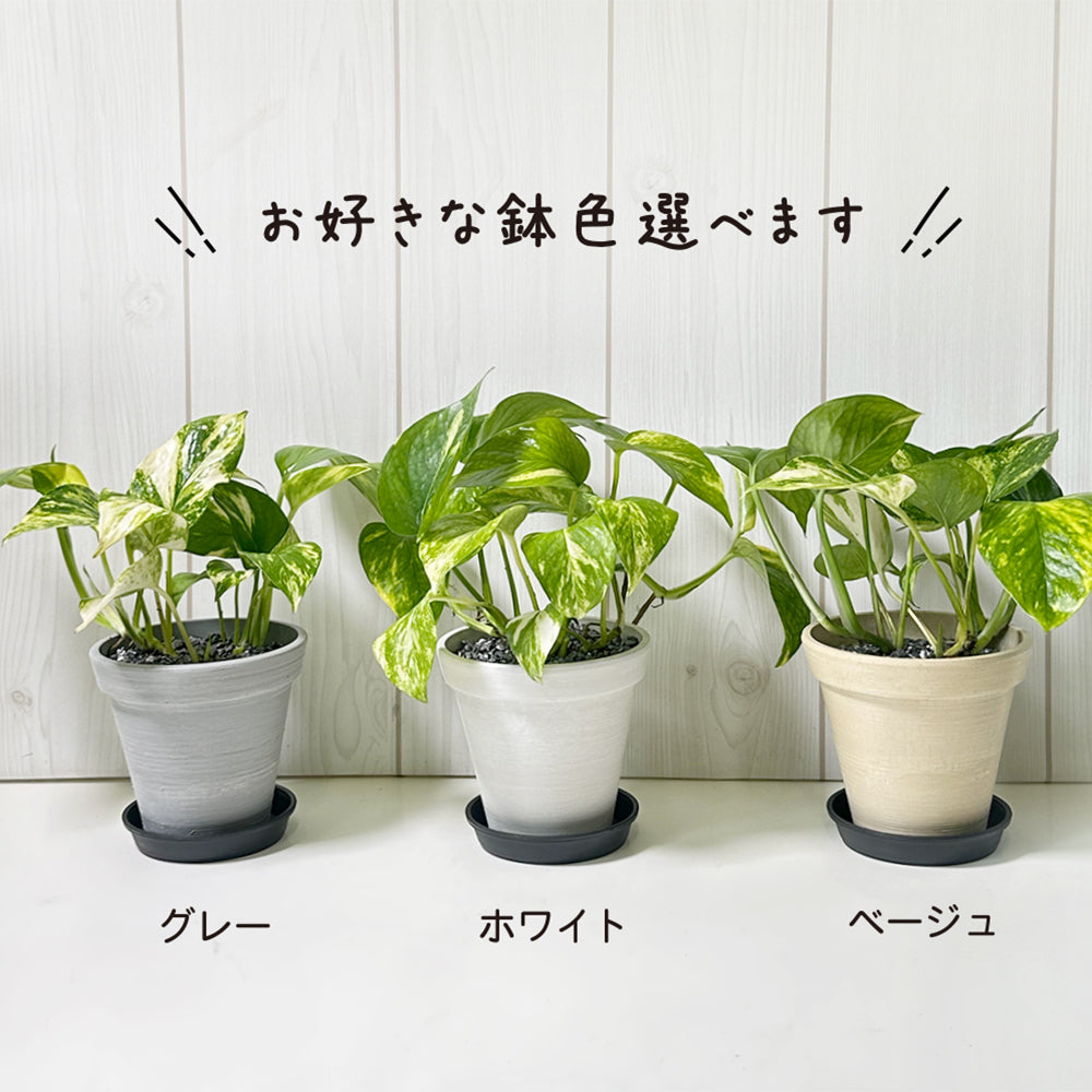 ポトス グリーン エコポット鉢 4号 ラッピング無料 黒皿付 黒デコジャリ小付 送料無料 黒2
