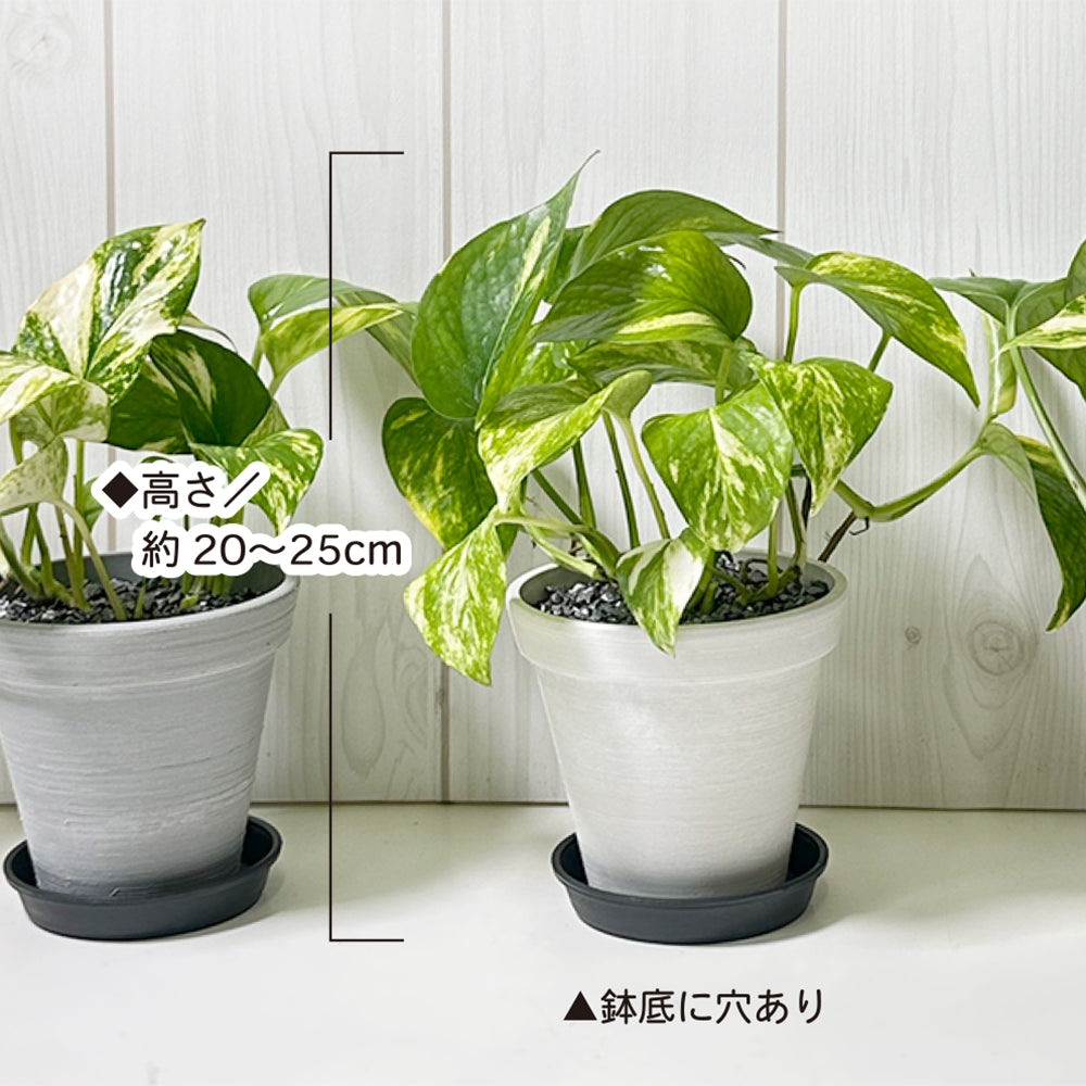 ポトス グリーン エコポット鉢 4号 ラッピング無料 黒皿付 黒デコジャリ小付 送料無料 黒2