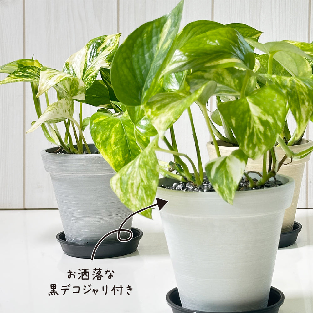 ポトス グリーン エコポット鉢 4号 ラッピング無料 黒皿付 黒デコジャリ小付 送料無料 黒2