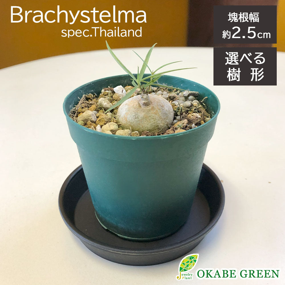【希少品種】 ブラキステルマ スペック タイランド ミニ 【現品】 選べる樹形 選べる鉢