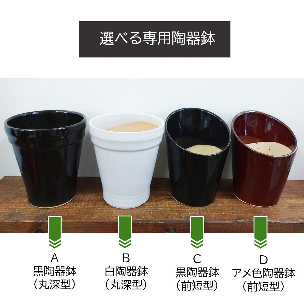 鉢 植木鉢 陶器鉢 6号 選べる種類 植物用 底穴あり