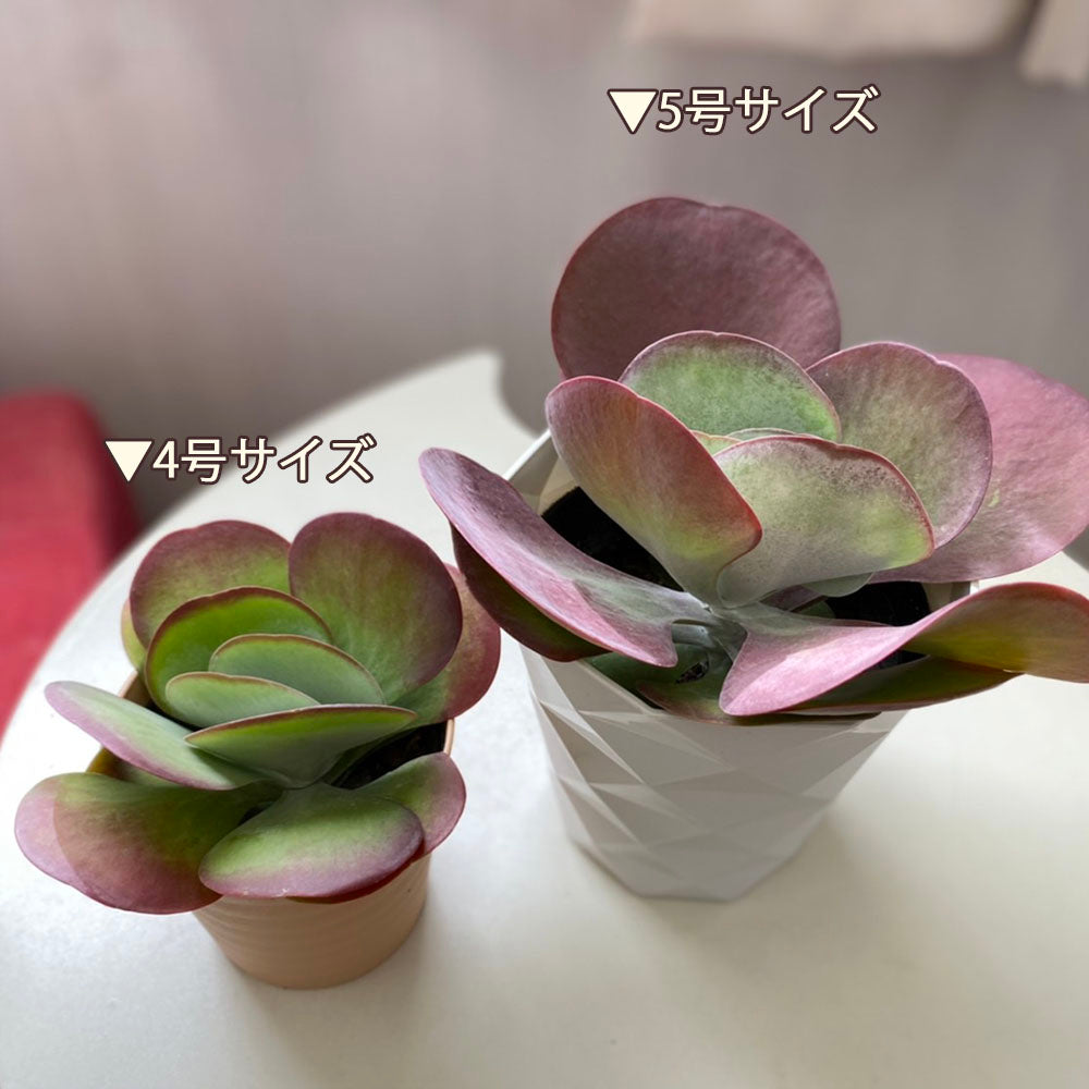 カランコエ デザートローズ 5号 白プラスチック鉢 受皿付 多肉植物
