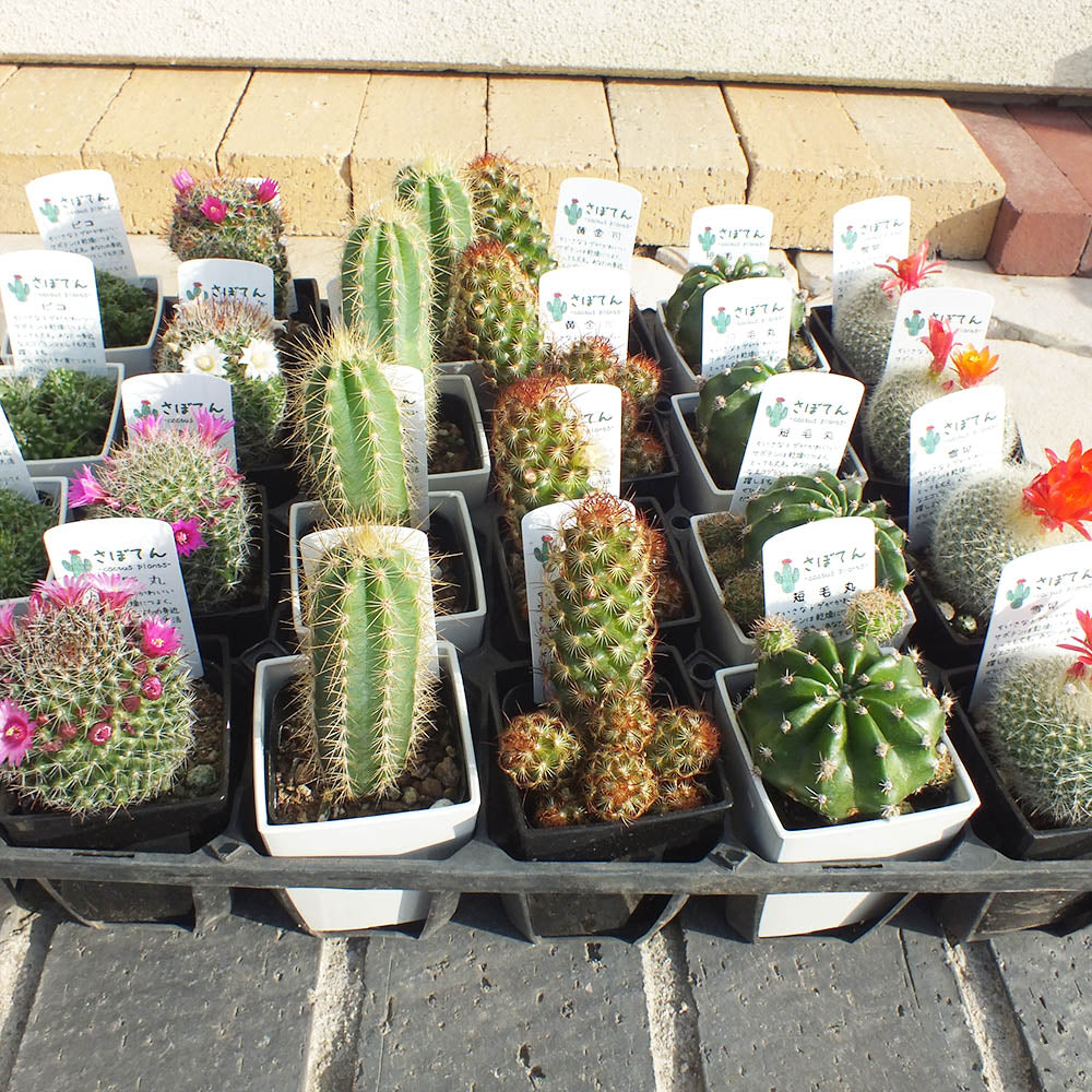 観葉植物 サボテン 3.5号 プラスチック鉢 多肉植物 おしゃれ お祝い プレゼント 風水 種類一覧 インテリア 父の日