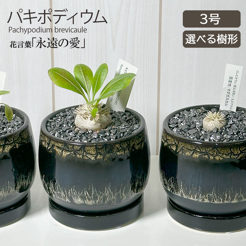 観葉植物 小さい パキポディウム ブレビカウレ 3号 選べる樹形 【現品】 ラッピング無料 希少品種 黒陶器鉢 ソーサー付 黒デコジャリ小付 送料無料