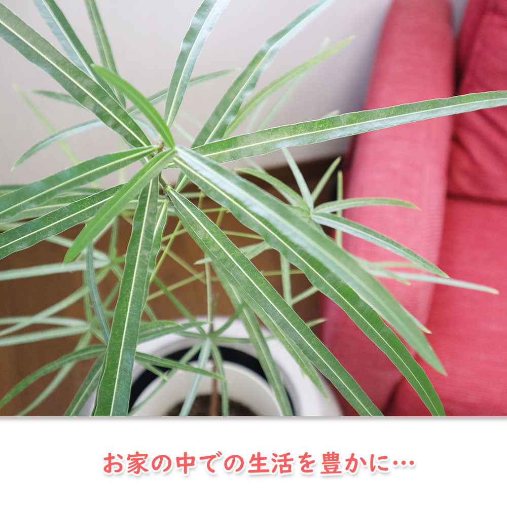 ブラキキトン ボトルツリー 7号 選べる樹形 【現品】 丸型プランター