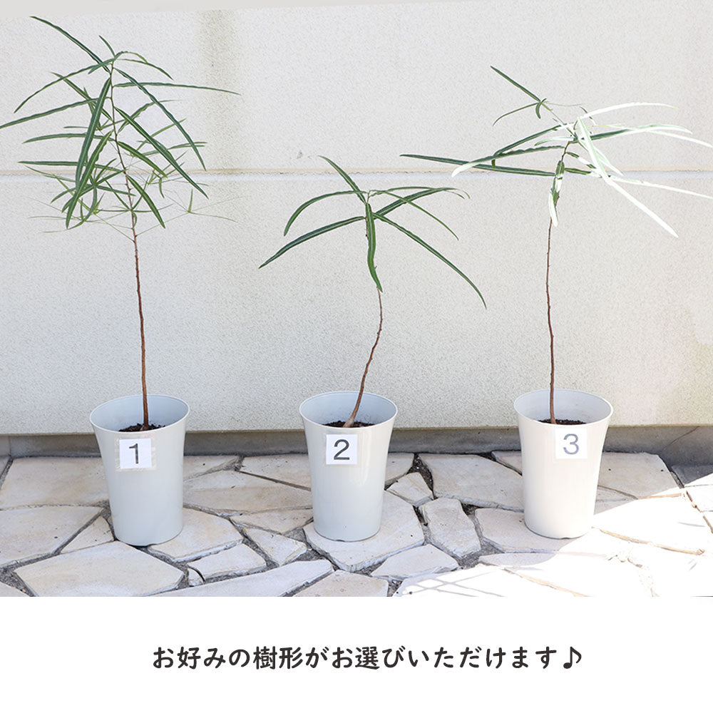 ブラキキトン ボトルツリー 7号 選べる樹形 【現品】 丸型プランター