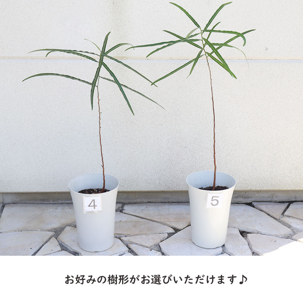 ブラキキトン ボトルツリー 7号 選べる樹形 【現品】 丸型プランター