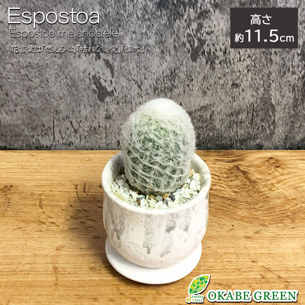 サボテン エスポストア 幻楽 【現品】 3号 陶器鉢 ソーサー付