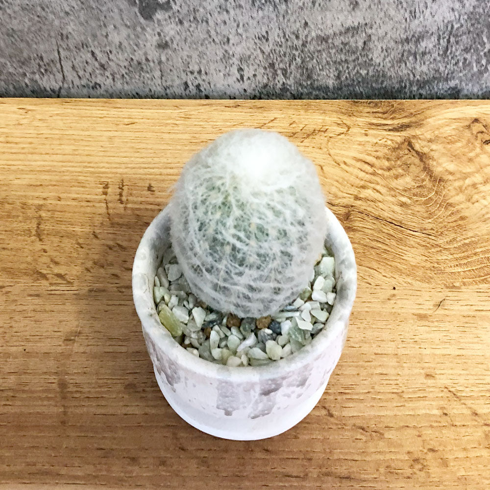 サボテン エスポストア 幻楽 【現品】 3号 陶器鉢 ソーサー付