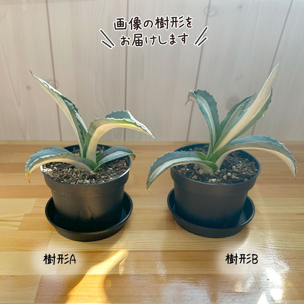アガベ メディオアルバ 華厳 3.5号 黒プラスチック鉢 受皿付