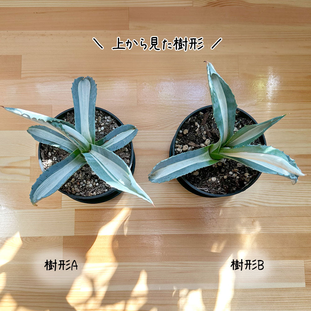 アガベ メディオアルバ 華厳 3.5号 黒プラスチック鉢 受皿付