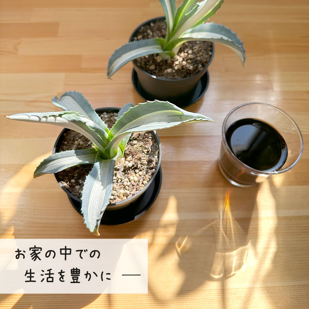 アガベ メディオアルバ 華厳 3.5号 黒プラスチック鉢 受皿付