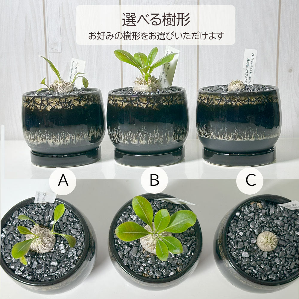 観葉植物 小さい パキポディウム ブレビカウレ 3号 選べる樹形 【現品】 ラッピング無料 希少品種 黒陶器鉢 ソーサー付 黒デコジャリ小付 送料無料