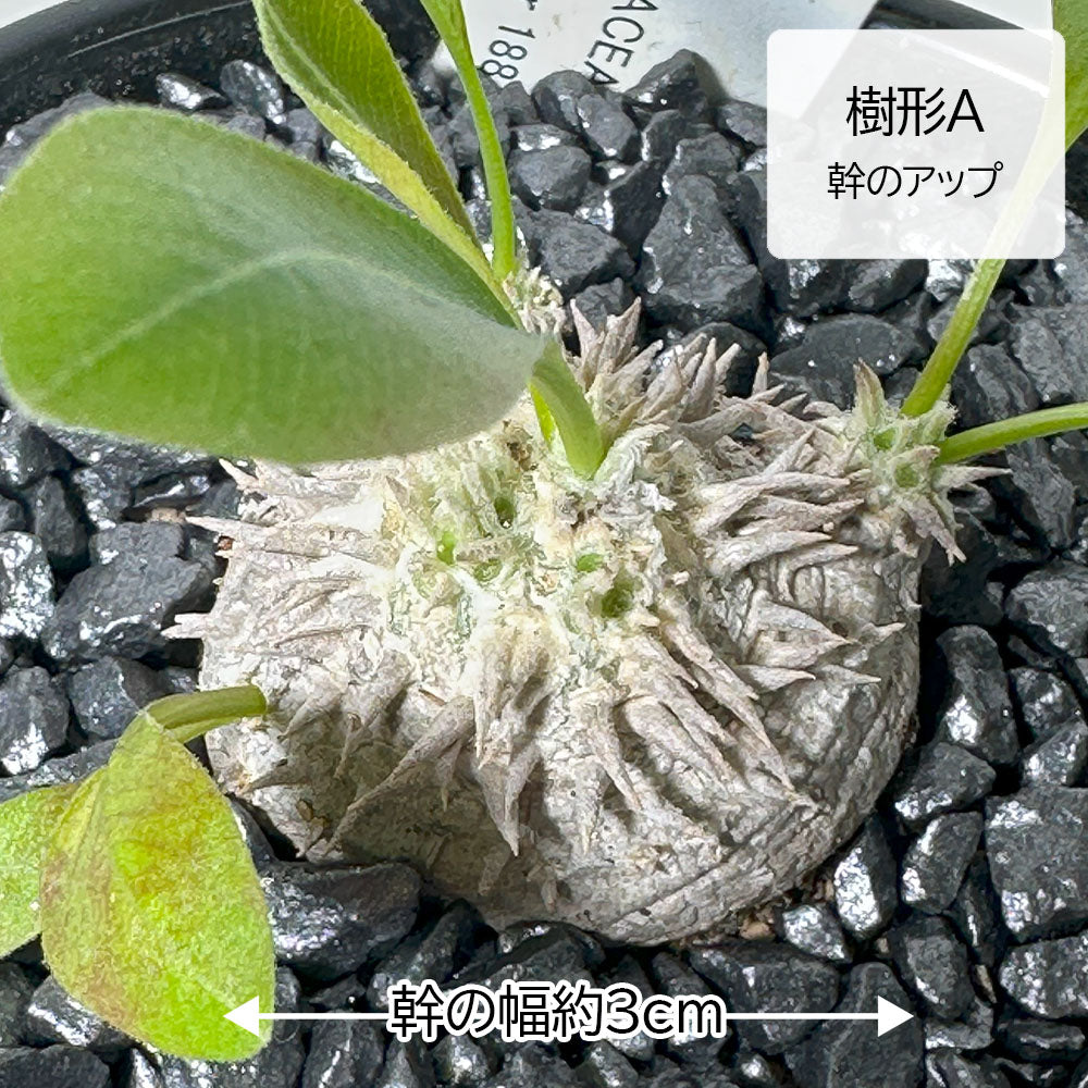 観葉植物 小さい パキポディウム ブレビカウレ 3号 選べる樹形 【現品】 ラッピング無料 希少品種 黒陶器鉢 ソーサー付 黒デコジャリ小付 送料無料
