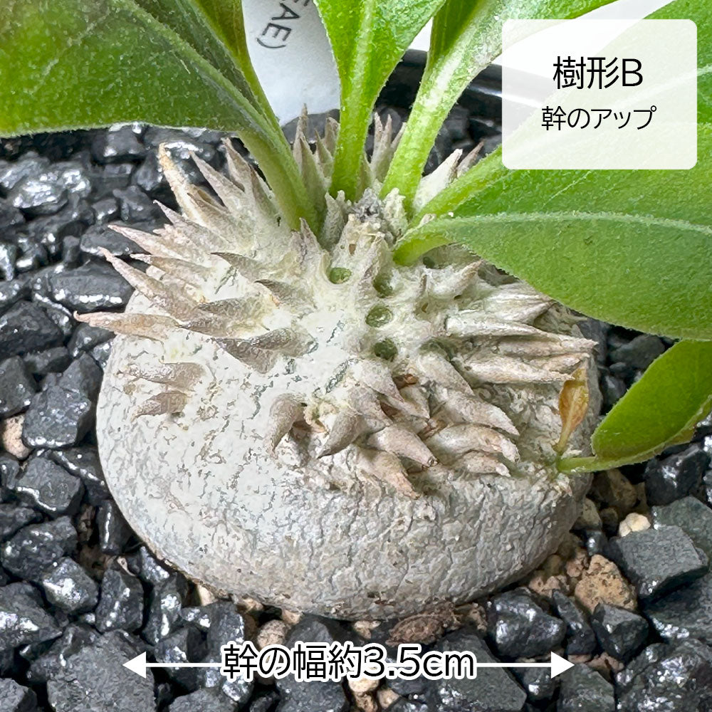 観葉植物 小さい パキポディウム ブレビカウレ 3号 選べる樹形 【現品】 ラッピング無料 希少品種 黒陶器鉢 ソーサー付 黒デコジャリ小付 送料無料