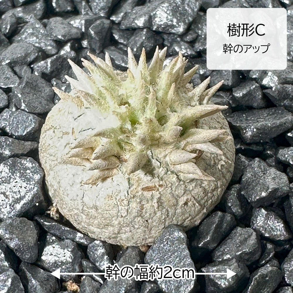 観葉植物 小さい パキポディウム ブレビカウレ 3号 選べる樹形 【現品】 ラッピング無料 希少品種 黒陶器鉢 ソーサー付 黒デコジャリ小付 送料無料