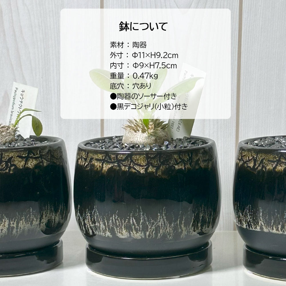観葉植物 小さい パキポディウム ブレビカウレ 3号 選べる樹形 【現品】 ラッピング無料 希少品種 黒陶器鉢 ソーサー付 黒デコジャリ小付 送料無料